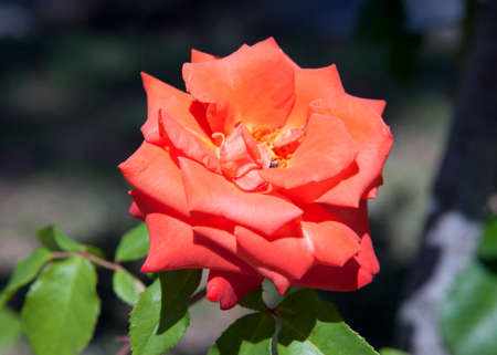 rose flower in a garden over natural backgroundの写真素材