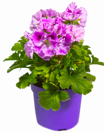 the blossoming geranium (Pelargonium) in a pot

の写真素材
