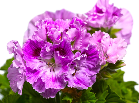 the blossoming geranium (Pelargonium)

の写真素材