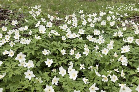 blossoming white snowdrops (Galanthus) in the spring woodの写真素材