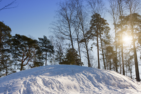 the snow covered hill in the pine woodの写真素材