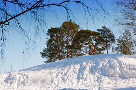 the snow covered hill in the pine woodの写真素材