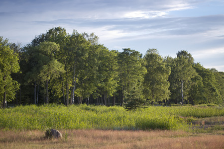 The wood with green foliage in the sunny day under the blue sky

の写真素材