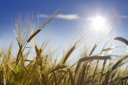 The field with wheat ears under the blue sky with clouds

の写真素材