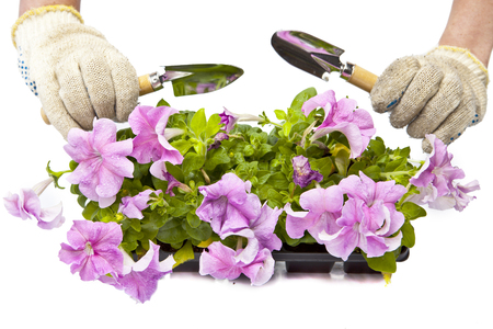 hands in protective gloves with a landing scoop and petunia seedling on a white backgroundの写真素材