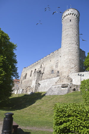 Tall Hermann tower . Tallinn, Estoniaのeditorial素材