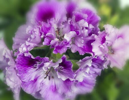 the blossoming geranium (Pelargonium) , small depth of sharpness

の写真素材