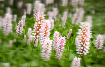 beautiful white pink summer flowers- Pontederia cordataの写真素材