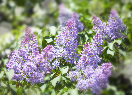 blossoming lilacの写真素材