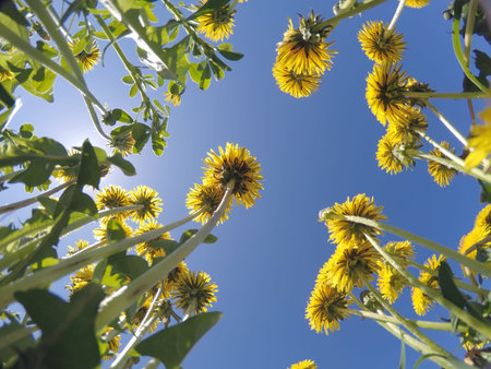 yellow dandelions against the blue sky, bottom view