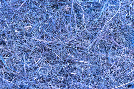 Hay background or texture, dried grass, toned in violet color, horizontal, top viewの写真素材