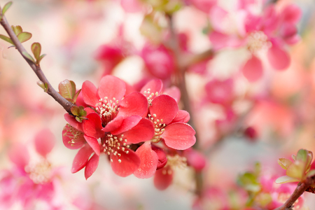 Blossom of japanese chaenomeles japonica. Branche with beautiful red flowers and macro details on a blurred backgroundの写真素材