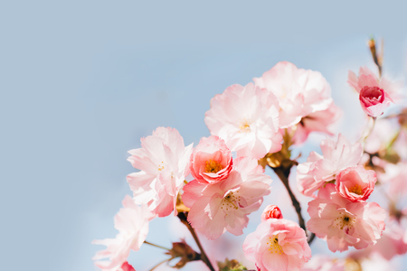 Japanese pink cherry blossom and petals on the blue sky background. The cherry blossom is considered the national flower of Japanの写真素材