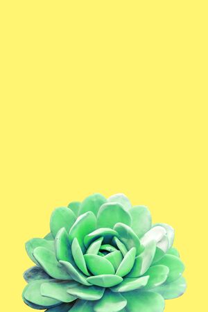 Echeveria elegans the Mexican snow ball, Mexican gem or white Mexican rose, is a flowers native to semi-desert in Mexico. Flowers isolated on the yellow backgroundの写真素材