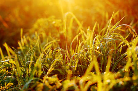 morning dew at sunriseの写真素材