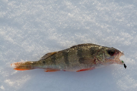 winter fishing a perch lies on snow