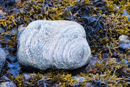 Stone is on algae in the summerの写真素材