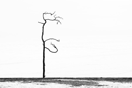 Lonely tree in winter on lake Baikalの写真素材