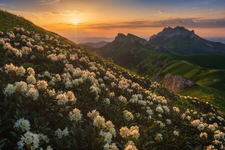 Rhododendron bloom. Big Thach.の写真素材
