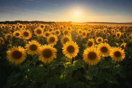Field with yellow sunflowers at sunsetの写真素材