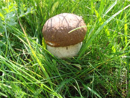 mushroomの写真素材