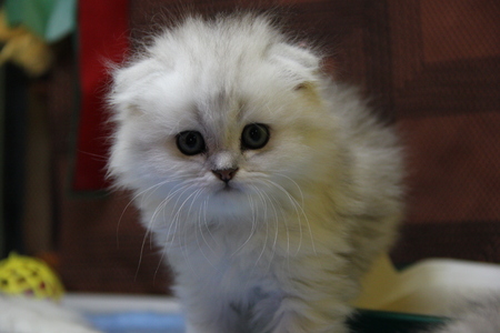 cute kittenの写真素材