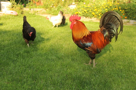 red roosterの写真素材