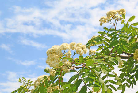 Branch of flowering wild ash on a background skyの写真素材
