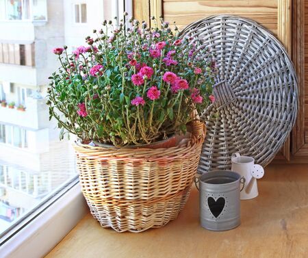 Bush of pink chrysanthemum in a basket on a balconyの写真素材