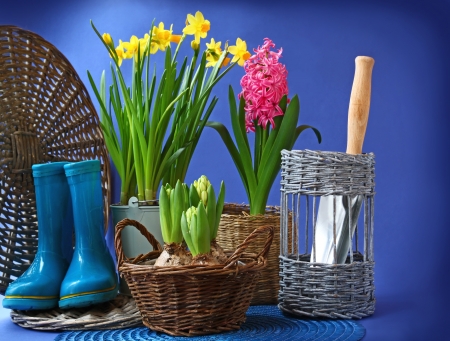 Spring flowers hyacinths and narcisuss in basket on dark blue backgroundの写真素材