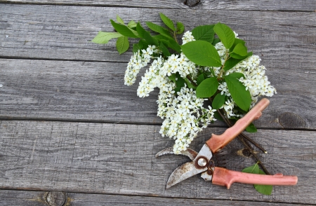 Branch of white bird-cherry tree and secateurs on a wooden backgroundの写真素材