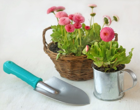 Delicate pink daisies in a pewter cup and garden shovel next to a basket of flowersの写真素材