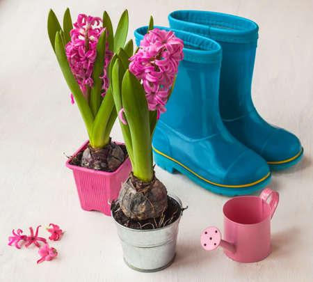 Rubber boots, pink hyacinths and watering can on the tableの写真素材
