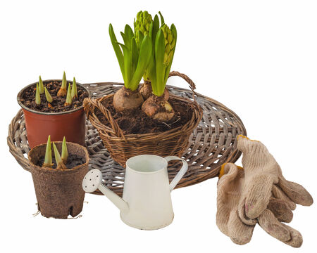 Garden still life with hyacinths growing in a basket,  gloves and watering can isolated on white backgroundの写真素材