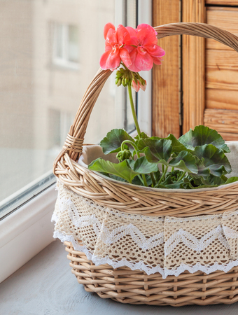 Bush pink pelargonium (geraniums) in a basket on the windowの写真素材