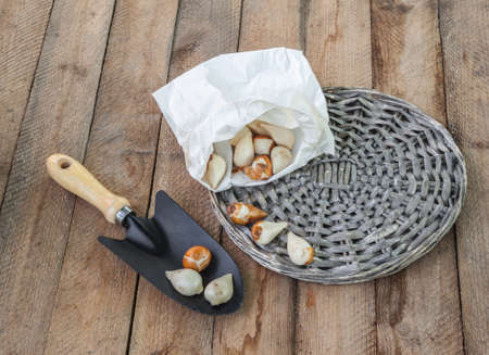 Tulip bulbs before planting and garden shovel in the flower bedの写真素材