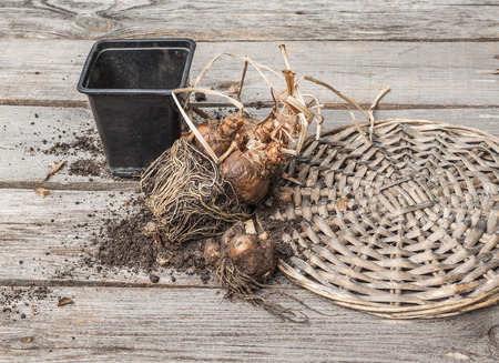 Narcissus bulbs after flowering on a wooden tableの写真素材