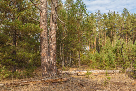 Wild pine forest in autumn sunny dayの写真素材