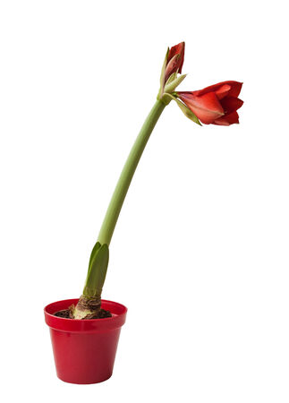 Red Hippeastrum  on a white background isolatedの写真素材
