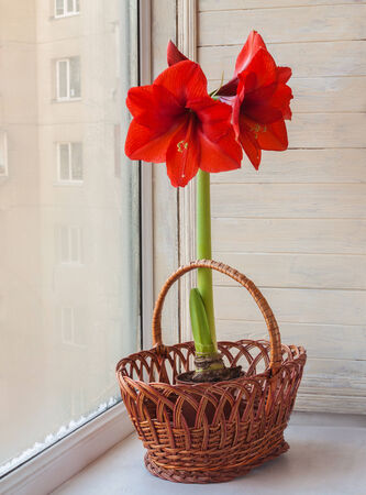 Red hippeastrum in wicker basket on o the window with frosty patterns.の写真素材