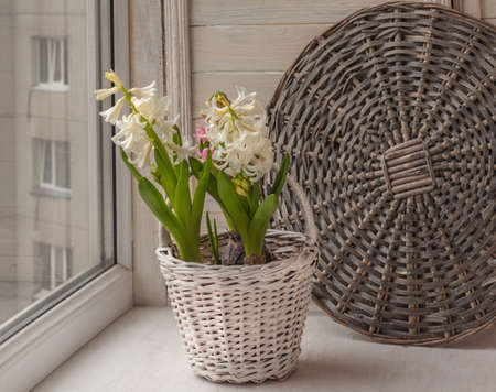 White hyacinths in a basket on a white windowの写真素材