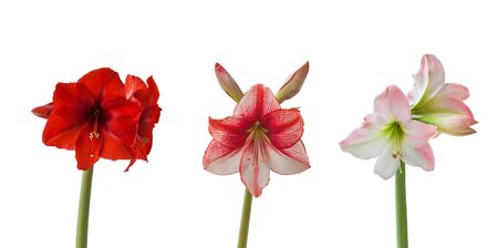 three flowers Hippeastrum on white background isolatedの写真素材