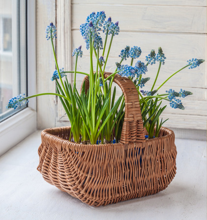 Cultivation muscari in pots and in the rural baskets on the balcony windowの写真素材