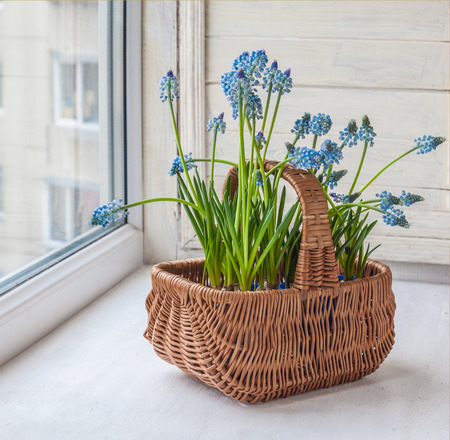 Cultivation muscari in pots and in the rural baskets on the balcony windowの写真素材