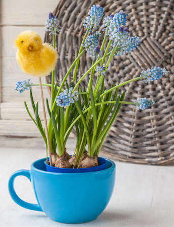 Blue muscari in blue cup  with  decorative sticker chicken on the windowの写真素材