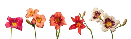 Set of 5 blossoming flowers daylily on isolated backgroundの写真素材