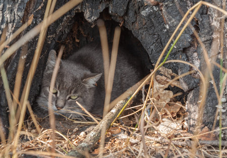 European wildcat or forest cat Middle Eastern or European wildcat (lat. Felis silvestris silvestris) - subspecies of wild cat, carnivorous mammal of the cat family.の写真素材