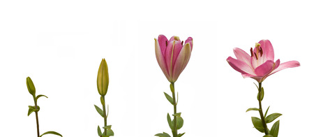 The sequence of blooming flower pink lily Oriental hybrids on a white background isolatedの写真素材