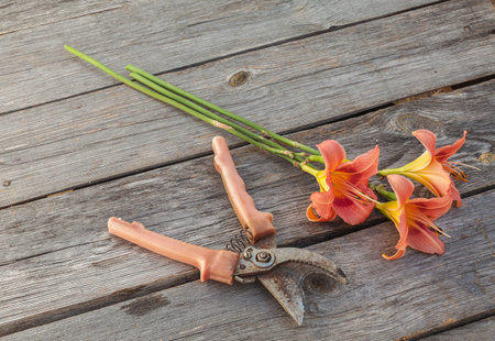 Salmon-colored Daylily (hemerocallis) and secateurs on a wooden background