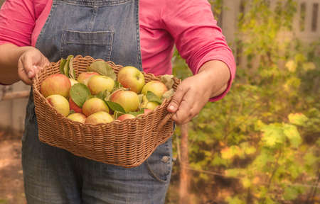 Women's hands holding basket of apples in the gardenの写真素材